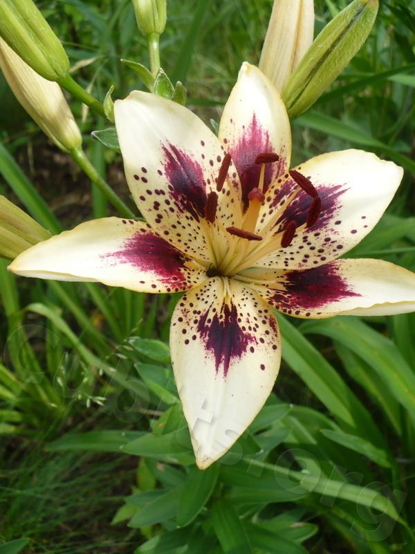 Photo of Lily (Lilium 'Beaudacious') uploaded by magnolialover