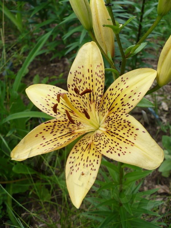 Photo of Lily (Lilium 'Wildcat') uploaded by magnolialover