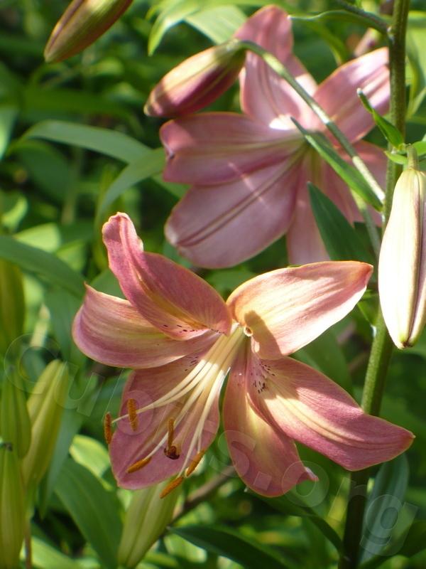 Photo of Lily (Lilium 'Alexly') uploaded by magnolialover