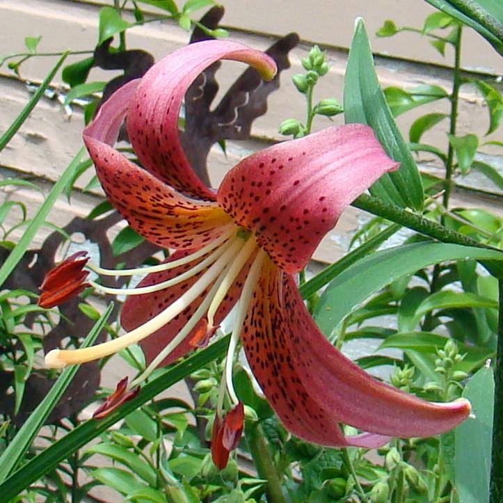 Photo of Lily (Lilium 'Robinson's Comet') uploaded by stilldew