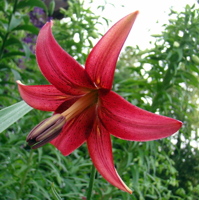Photo of Asiatic Lily (Lilium 'Eurydike') uploaded by stilldew