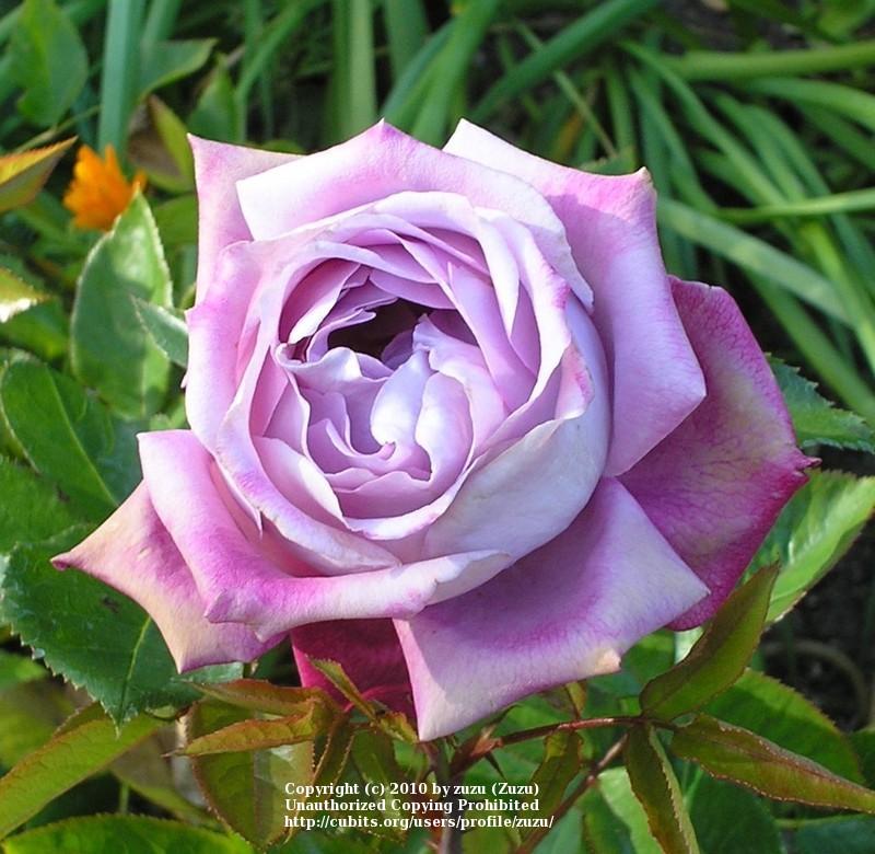 Photo of Rose (Rosa 'Blue River') uploaded by zuzu
