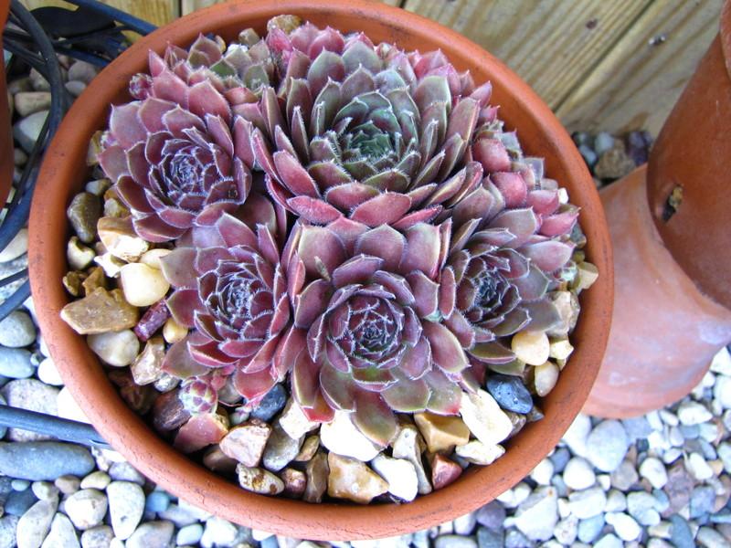 Photo of Hen and Chicks (Sempervivum 'Hey Hey') uploaded by colormyworld