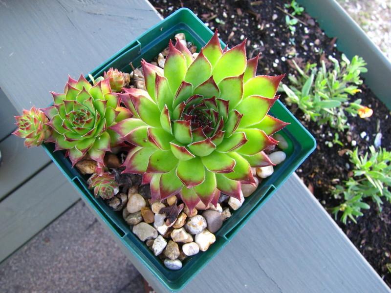 Photo of Hen and Chicks (Sempervivum 'Kimono') uploaded by colormyworld