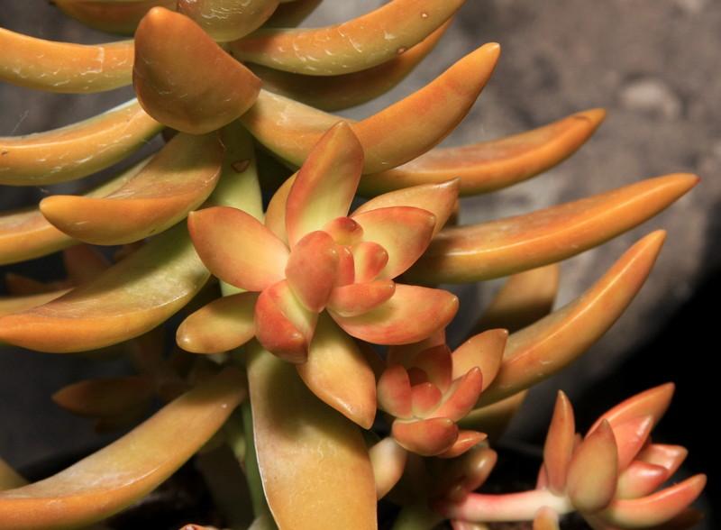 Photo of Stonecrop (Sedum adolphi 'Coppertone') uploaded by floraSeeker_OR