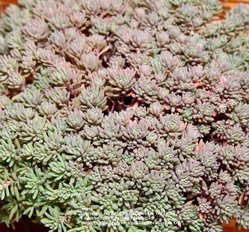 Photo of Spanish Stonecrop (Sedum hispanicum) uploaded by floraSeeker_OR