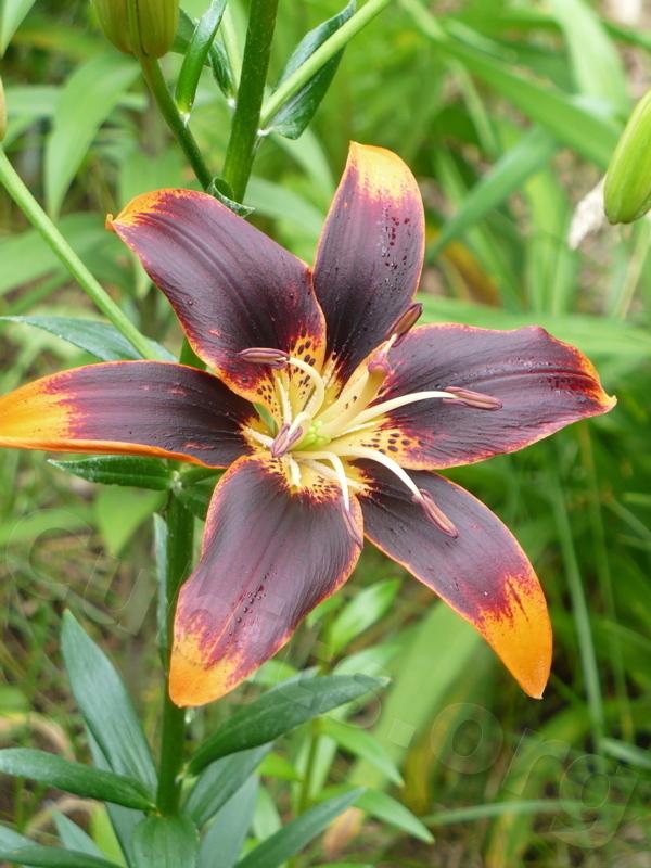 Photo of Asiatic Lily (Lilium 'Forever Susan') uploaded by magnolialover