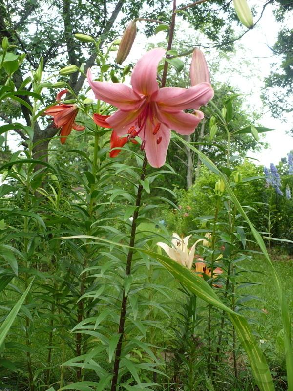 Photo of Lily (Lilium 'My Joe Ann') uploaded by magnolialover