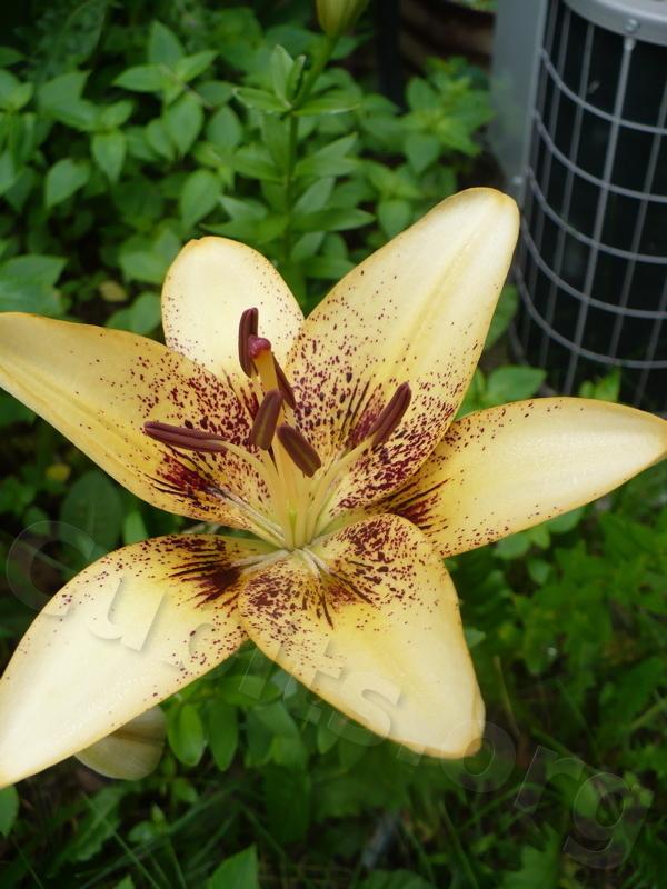 Photo of Lily (Lilium 'Eclipse') uploaded by magnolialover