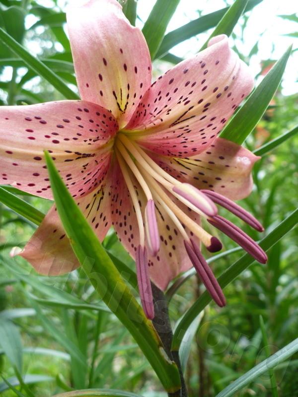 Photo of Lily (Lilium 'Embarrassment') uploaded by magnolialover
