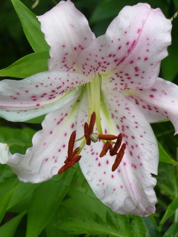 Photo of Lily (Lilium 'Liliana') uploaded by magnolialover
