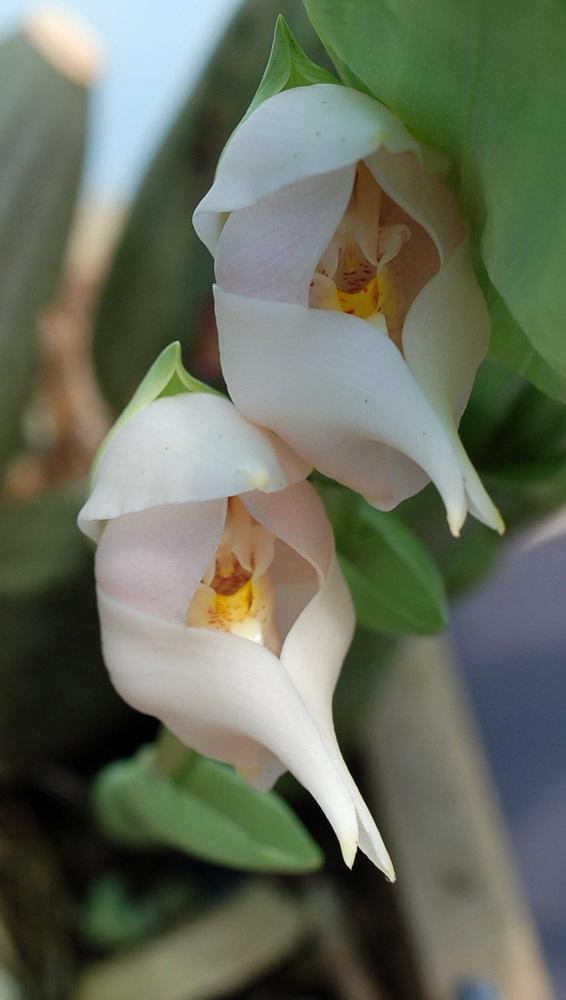 Photo of Orchid (Anguloa virginalis) uploaded by Ursula