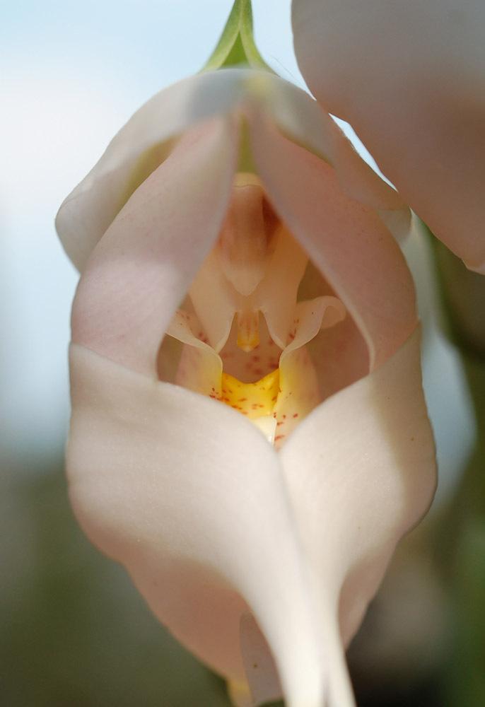 Photo of Orchid (Anguloa virginalis) uploaded by Ursula