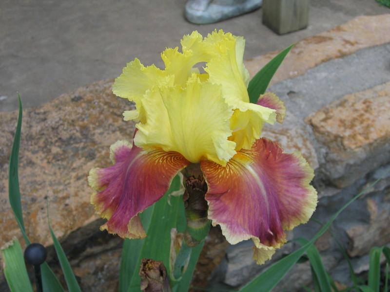 Photo of Tall Bearded Iris (Iris 'Tracy Tyrene') uploaded by buddysgrmpa