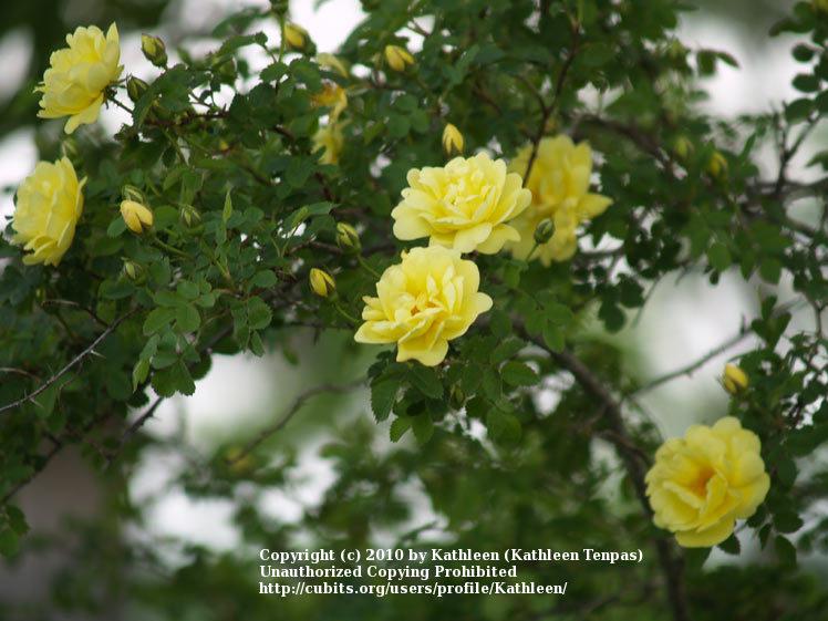 Photo of Rose (Rosa 'Harison's Yellow') uploaded by Kathleen