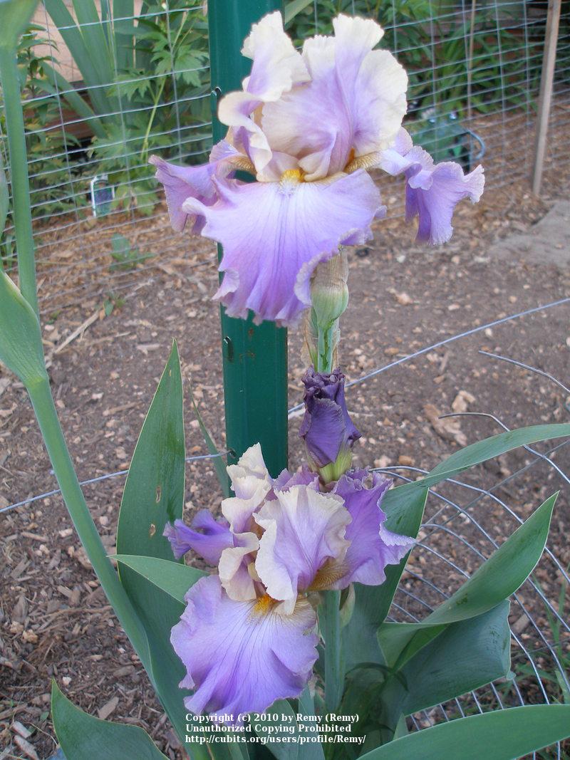 Photo of Tall Bearded Iris (Iris 'Kevin's Theme') uploaded by Remy