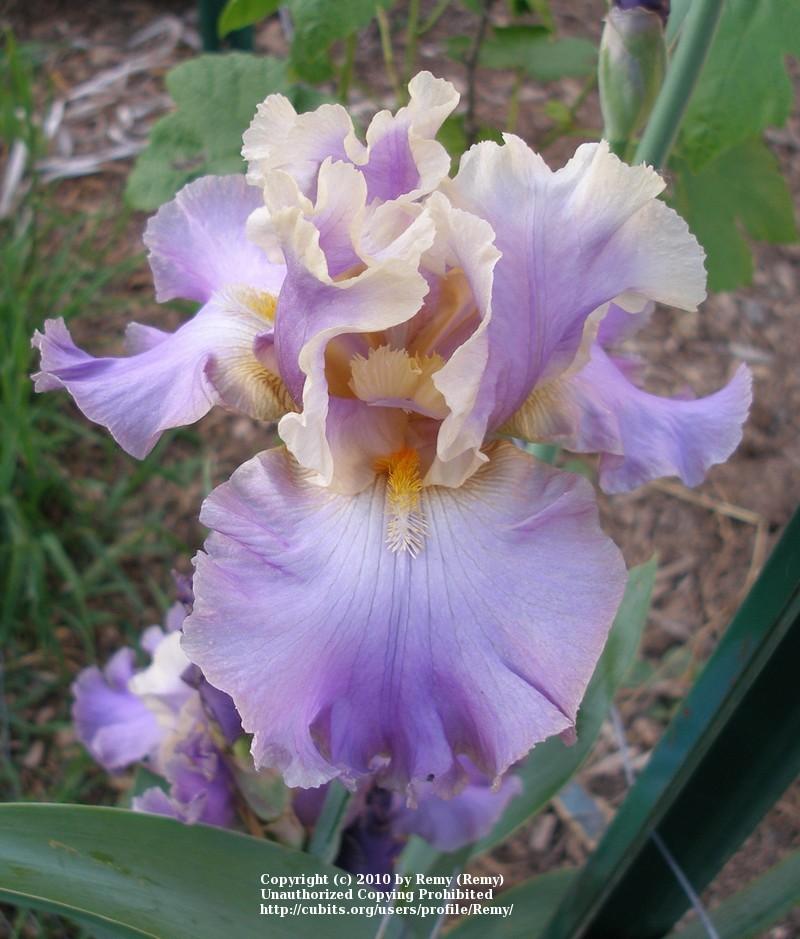 Photo of Tall Bearded Iris (Iris 'Kevin's Theme') uploaded by Remy