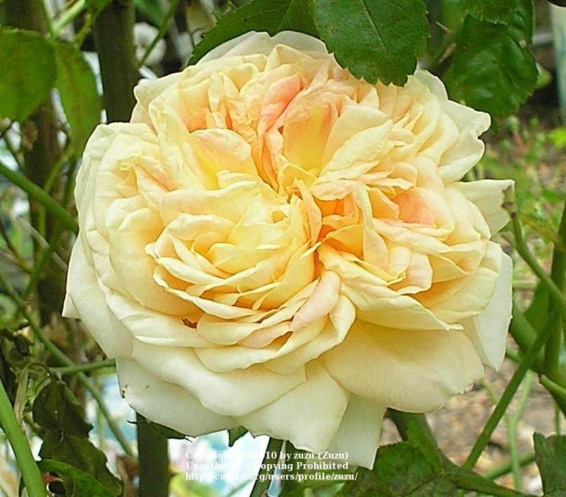 Photo of Rose (Rosa 'Alchymist') uploaded by zuzu