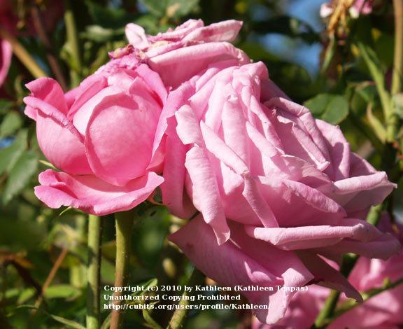 Photo of Rose (Rosa 'Reine Victoria') uploaded by Kathleen