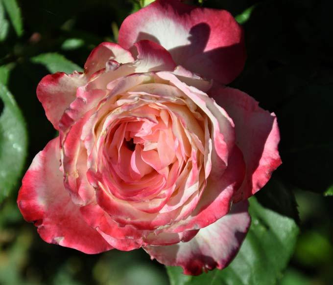 Photo of Rose (Rosa 'Cherry Parfait') uploaded by Steve812