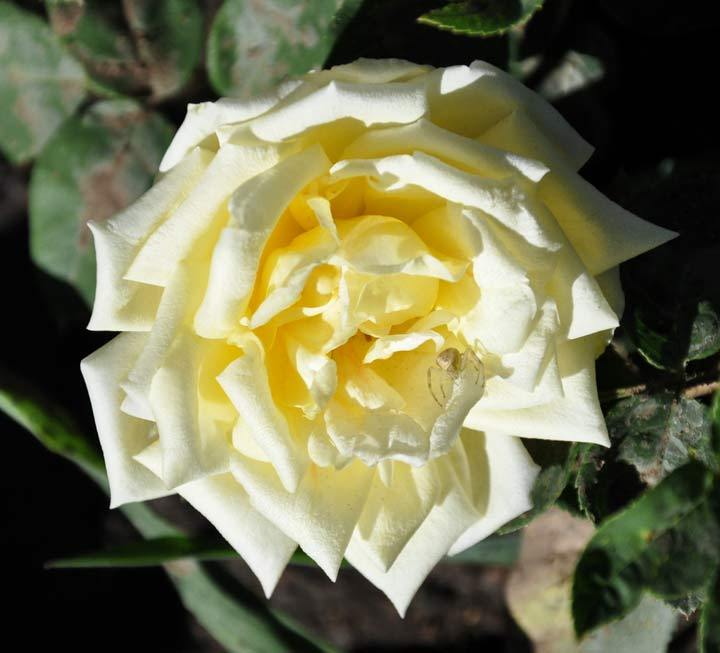 Photo of Rose (Rosa 'Amatsu-Otome') uploaded by Steve812