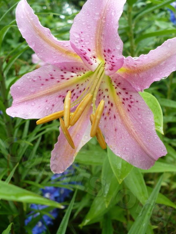 Photo of Lily (Lilium 'Rosario') uploaded by magnolialover
