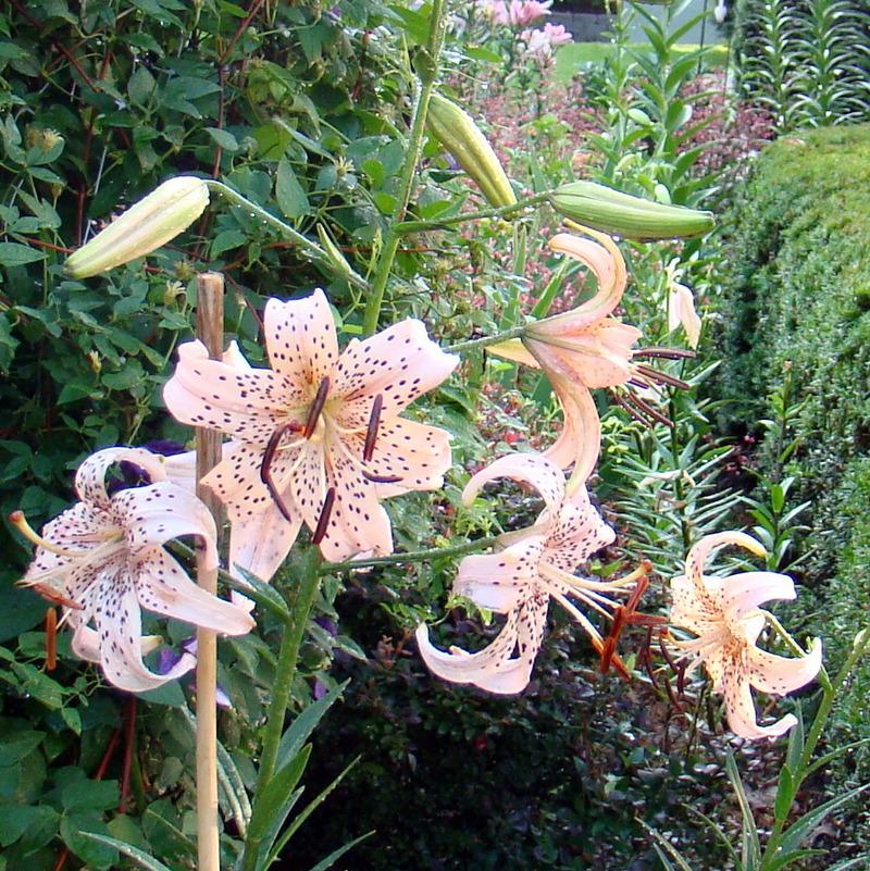 Photo of Lily (Lilium 'Pink Giant') uploaded by stilldew