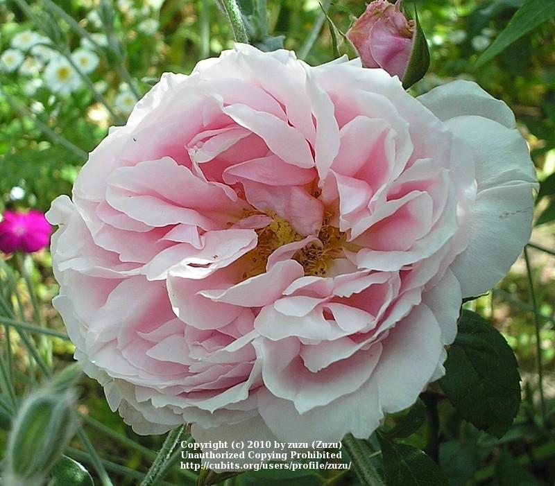 Photo of Rose (Rosa 'Madame Abel Chatenay') uploaded by zuzu