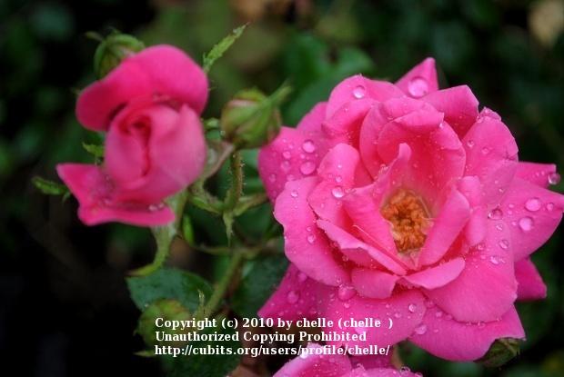 Photo of Rose (Rosa 'Pink Double Knock Out') uploaded by chelle