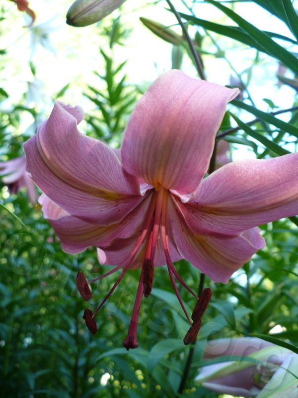 Photo of Lily (Lilium 'Pearl Jessica') uploaded by magnolialover