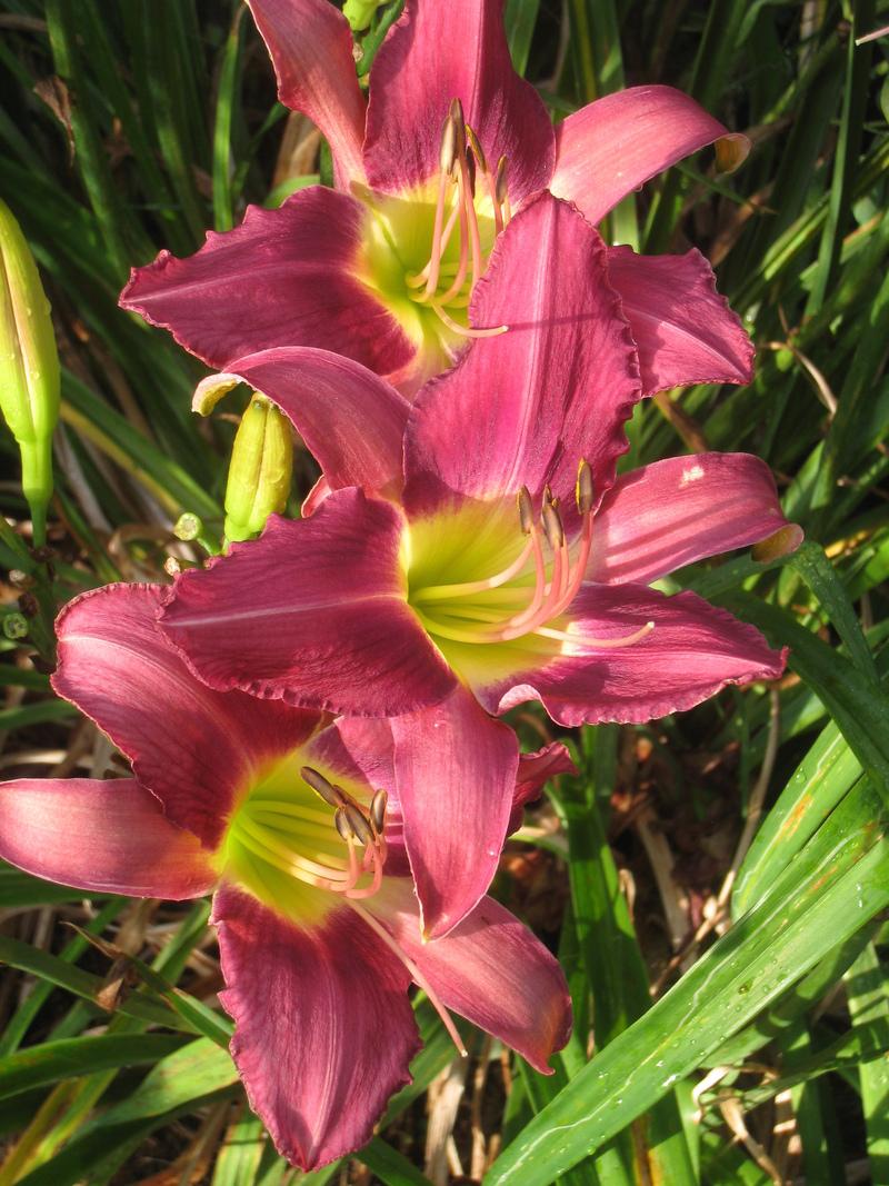 Photo of Daylilies (Hemerocallis) uploaded by Hemophobic