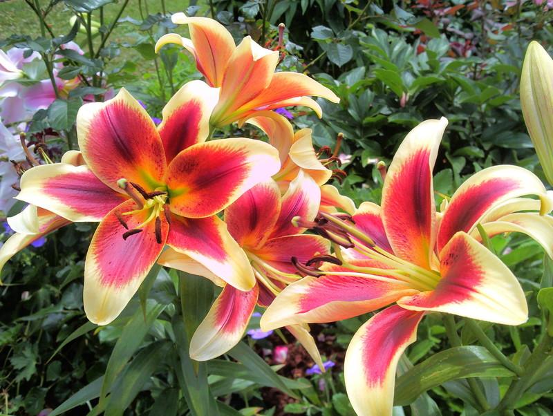 Photo of Lily (Lilium 'Red Dutch') uploaded by Tex68