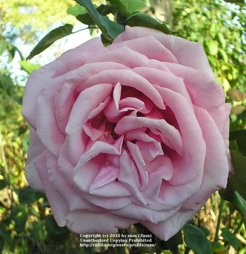 Photo of Rose (Rosa 'Bewitched') uploaded by zuzu