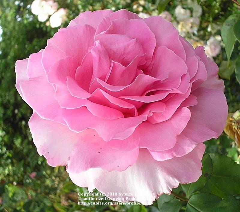 Photo of Rose (Rosa 'Bewitched') uploaded by zuzu