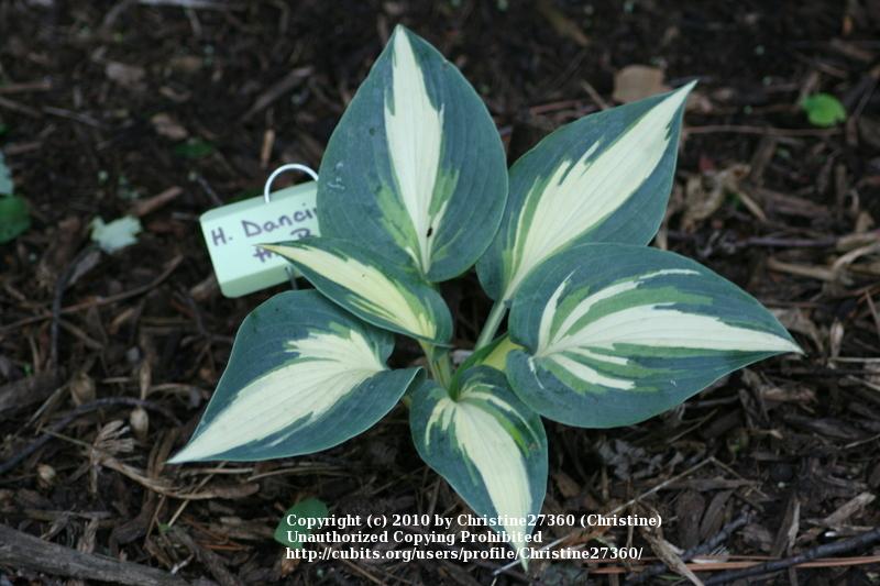 Photo of Hosta 'Dancing in the Rain' uploaded by Christine27360