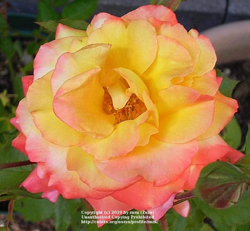 Photo of Rose (Rosa 'Autumn Splendor') uploaded by zuzu