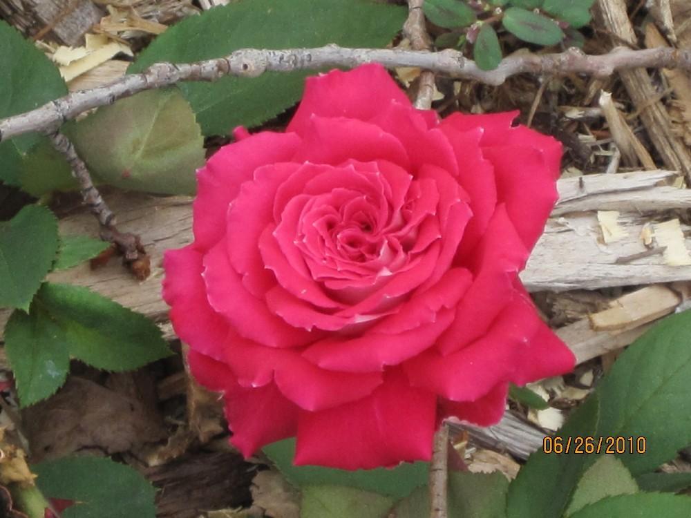 Photo of Rose (Rosa 'Montezuma') uploaded by Skiekitty