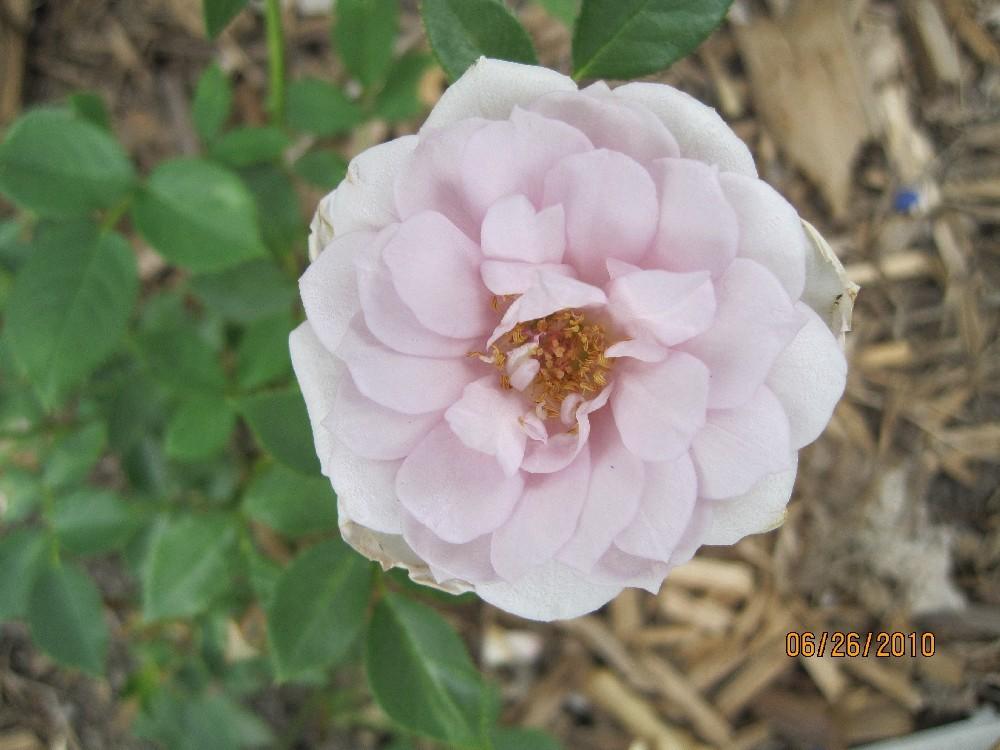 Photo of Rose (Rosa 'Winter Magic') uploaded by Skiekitty