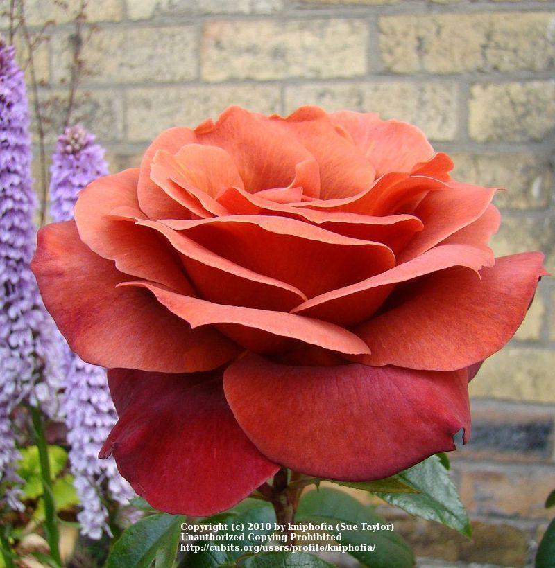 Photo of Rose (Rosa 'Hot Cocoa') uploaded by kniphofia