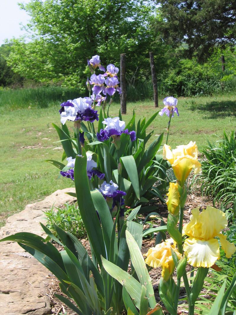 Photo of Tall Bearded Iris (Iris 'Asia') uploaded by buddysgrmpa
