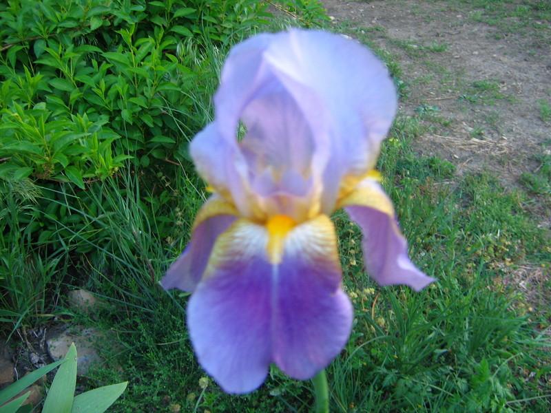 Photo of Tall Bearded Iris (Iris 'Asia') uploaded by buddysgrmpa