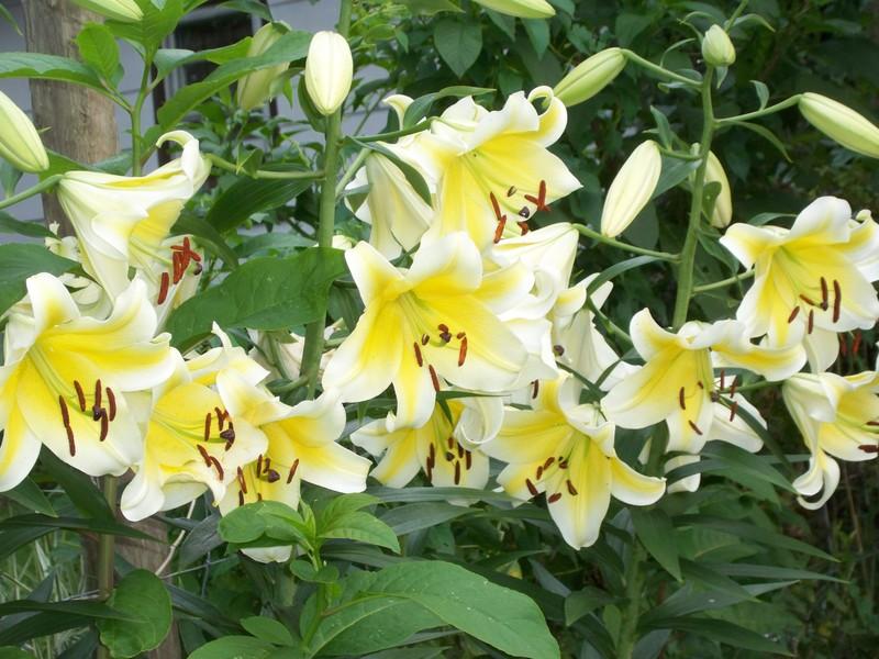 Photo of Lily (Lilium 'Conca d'Or') uploaded by gemini_sage