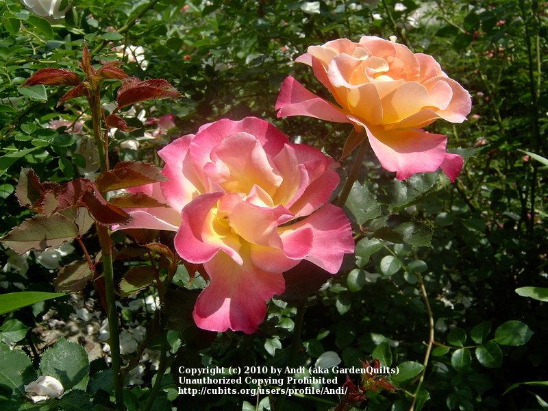 Photo of Rose (Rosa 'Granada') uploaded by Andi