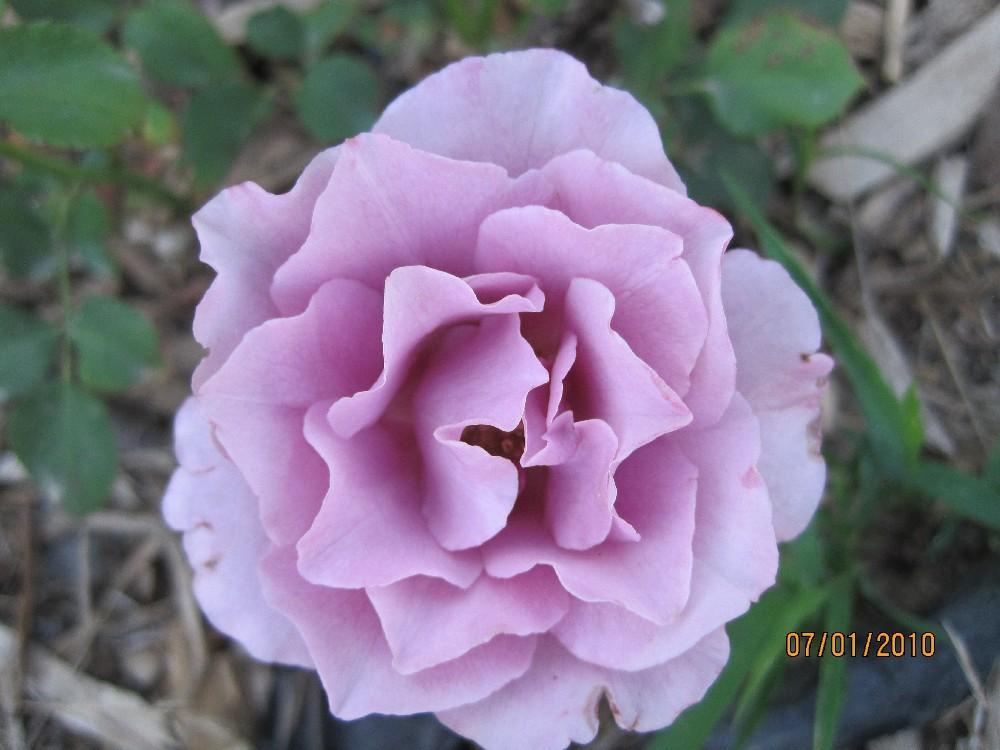 Photo of Rose (Rosa 'Blueberry Hill') uploaded by Skiekitty