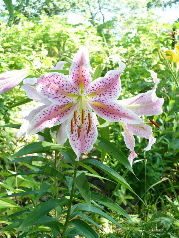 Photo of Lily (Lilium 'Queen of Hearts') uploaded by magnolialover