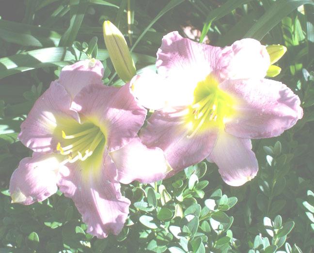 Photo of Daylily (Hemerocallis 'Ethereal Beauty') uploaded by pastime