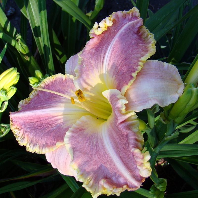 Photo of Daylily (Hemerocallis 'Spacecoast Cool Deal') uploaded by stilldew
