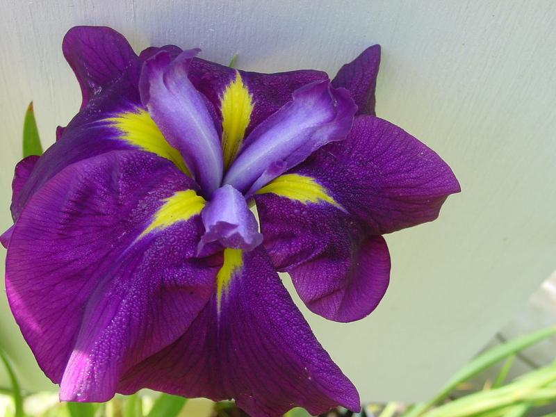 Photo of Japanese Iris (Iris ensata 'First Act') uploaded by BestemorB