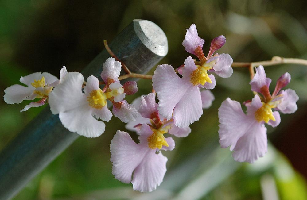 Photo of Orchid (Tolumnia sylvestris) uploaded by Ursula