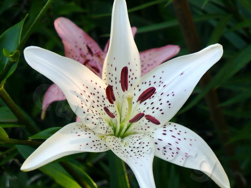 Photo of Lily (Lilium 'Freckle Face') uploaded by magnolialover